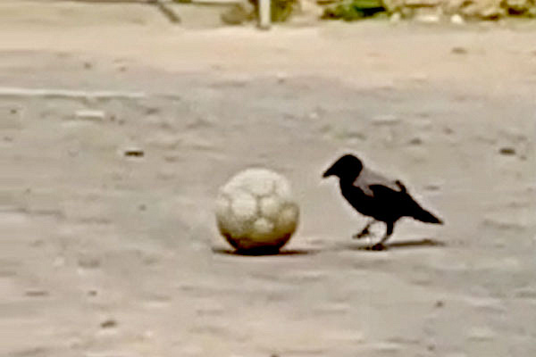 Удивительная ворона-футболистка развлекает жителей Каменска-Уральского Удивительная ворона-футболистка развлекает жителей Каменска-Уральского