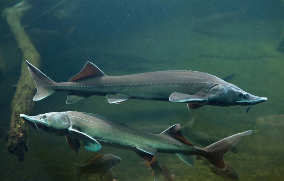 В Тюмени предстанут перед судом два браконьера за незаконный вылов рыбы, занесенной в Красную книгу В Тюмени предстанут перед судом два браконьера за незаконный вылов рыбы, занесенной в Красную книгу