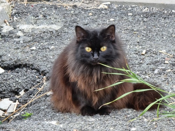 Жительницу Магнитогорска осудили за убийство кота | Челябинке вынесли приговор за гибель кота