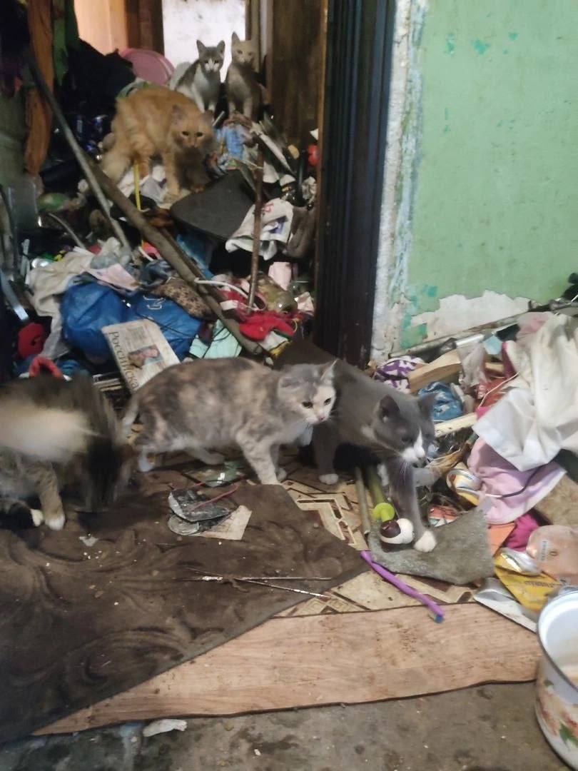 В Екатеринбурге нашли квартиру-помойку, где жили 15 кошек