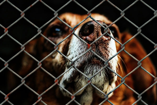 Спасение собак в Перми: волонтёры вынесли животных со станции помощи | Волонтёры эвакуировали собак со станции помощи в Перми Спасение собак в Перми: волонтёры вынесли животных со станции помощи | Волонтёры эвакуировали собак со станции помощи в Перми