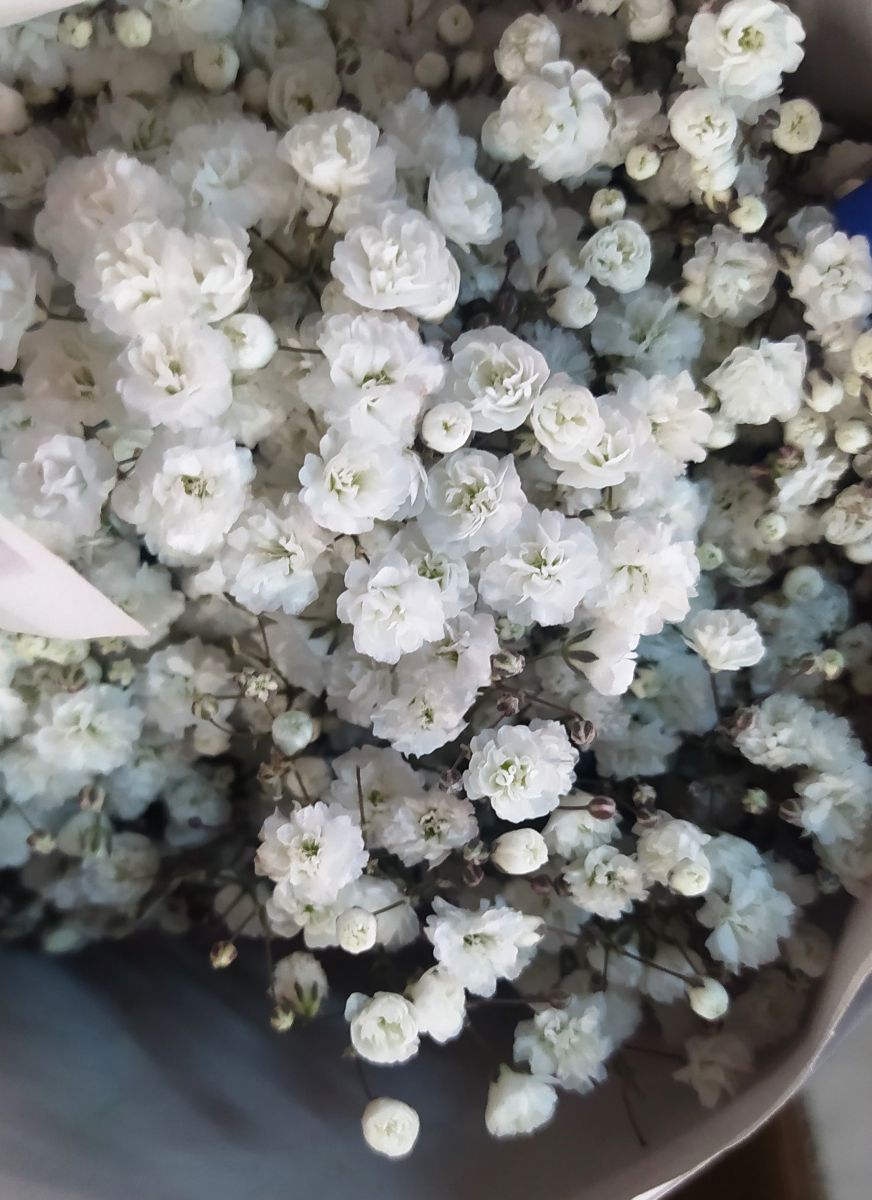 В аэропорту «Кольцово» уничтожена партия зараженных литовских гипсофил