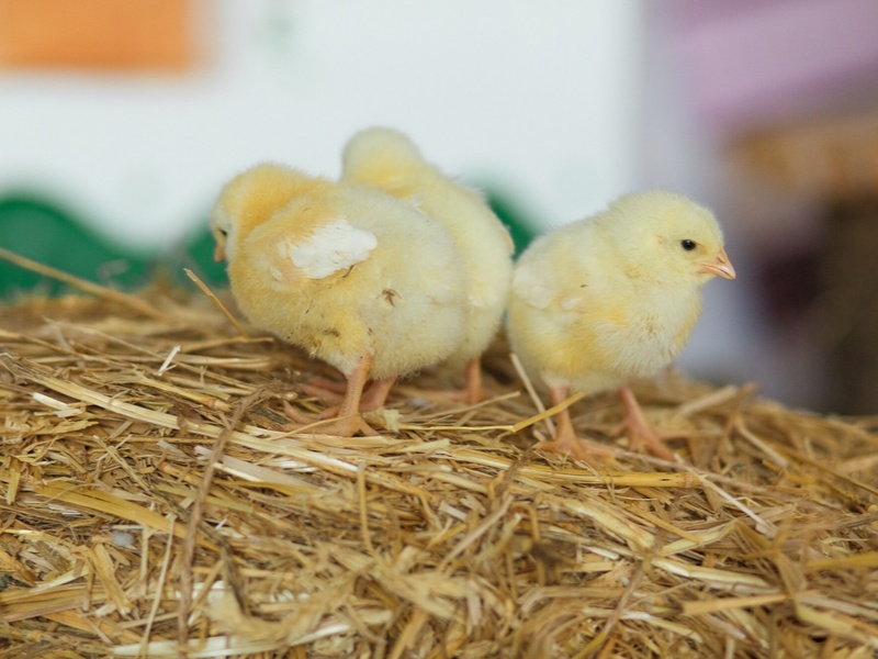 Россельхознадзор нашёл нарушения на птицеводческом комплексе в Катайске  | В Зауралье на птицеводческом комплексе нашли нарушения 