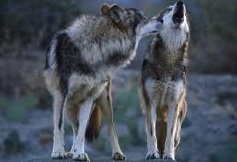 Идет охота на волков, идет охота! Идет охота на волков, идет охота!