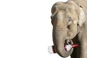 Слонов-погорельцев под Новосибирском спасли от холода два ящика водки