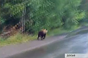 В Иркутской области полицейские организовали антимедвежий патруль В Иркутской области полицейские организовали антимедвежий патруль
