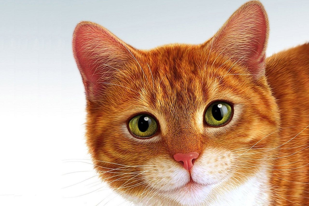 Прожорливый кот подставил аэропорт Владивостока на 60 тысяч рублей