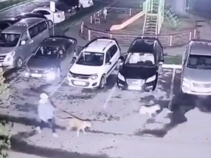 В Каменске-Уральском бойцовских собак натравили на мужчину  | Бойцовских собак натравили на мужчину на Урале 