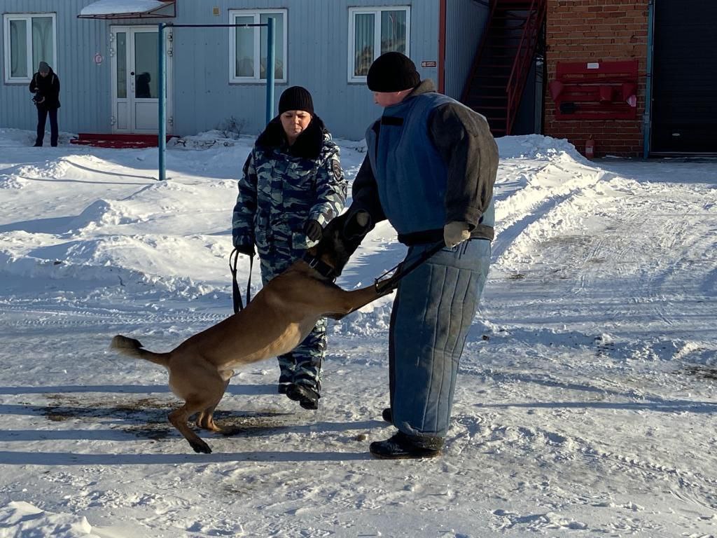 Как овчарки «Жизель», «Дагерт» и «Ханна» из свердловской полиции учили студентов искать взрывчатку