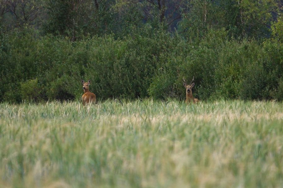 Диких животных подкармливают в природных парках Свердловской области | В природных парках Урала подкармливают диких животных 