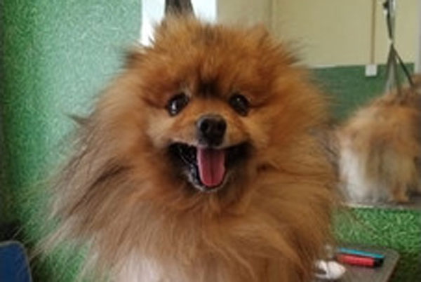 Более 50 клещей сняли с собаки в Свердловской области Более 50 клещей сняли с собаки в Свердловской области