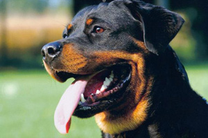 Ротвейлер напал на 24-летнего кунгурца