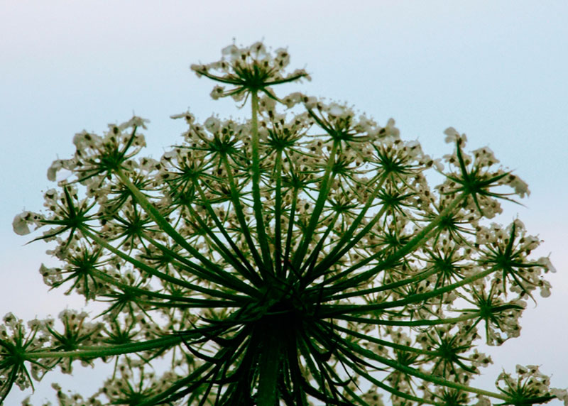 Химик Дорохов назвал способ убрать борщевик с участка  | Химик Дорохов объяснил, как справиться с борщевиком 
