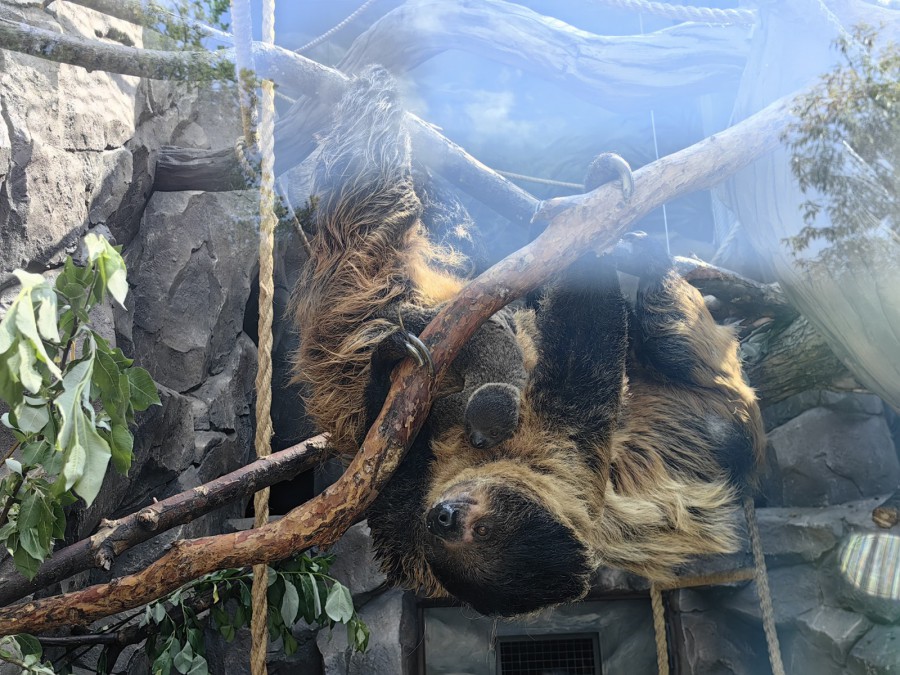 В зоопарке Екатеринбурга у пары ленивцев родился 11-й детёныш  | 11-й детёныш родился в зоопарке Екатеринбурга у пары ленивцев 