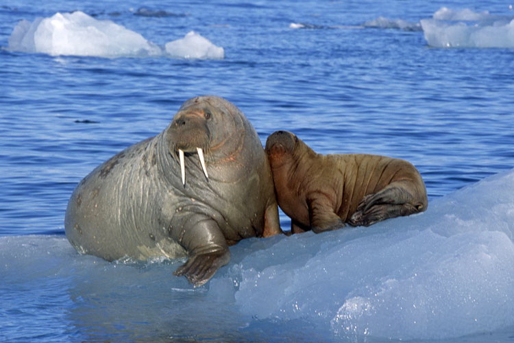 На Чукотке погибли более сотни моржей На Чукотке погибли более сотни моржей