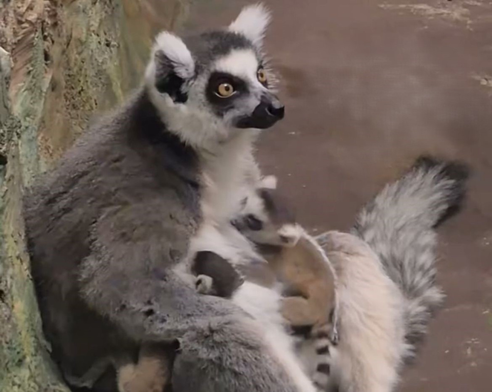 Потомство появилось у пары кошачьих лемуров в Екатеринбургском зоопарке | В зоопарке Екатеринбурга у пары кошачьих лемуров появилось потомство Потомство появилось у пары кошачьих лемуров в Екатеринбургском зоопарке | В зоопарке Екатеринбурга у пары кошачьих лемуров появилось потомство