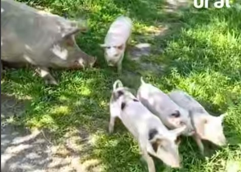 В Ревде свиньи продолжают досаждать горожанам  | Свиньи продолжают досаждать жителям Ревды 