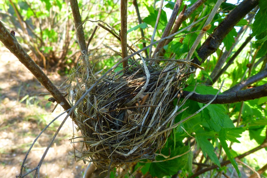 Важное уточнение от Дмитрия Медведева: прописаться на даче могут только россияне