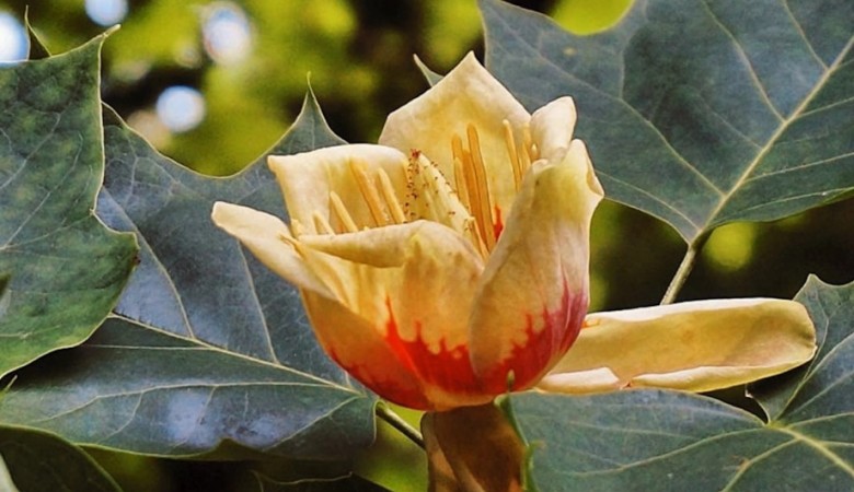 В Екатеринбурге выберут парк для благоустройства на следующий год