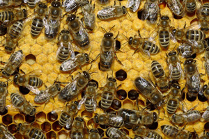 В результате автомобильной аварии на юге Франции медоносные пчелы превратились в "липкое пюре"