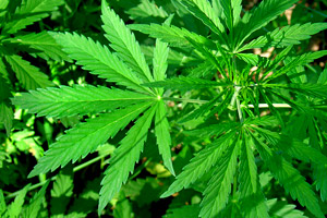 Безработный житель Екатеринбурга выращивал дома марихуану, пока не нагрянула полиция Безработный житель Екатеринбурга выращивал дома марихуану, пока не нагрянула полиция