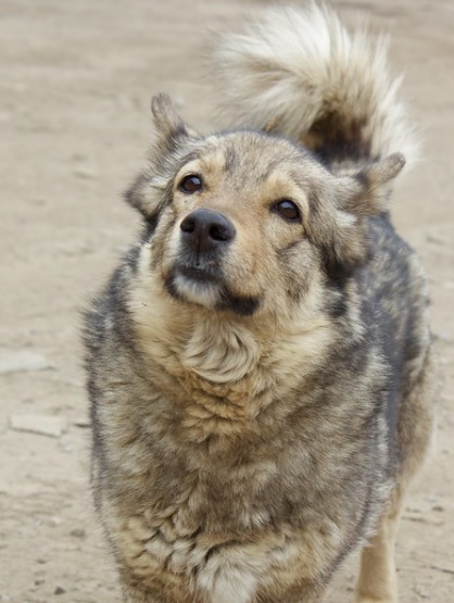 Свердловские зоозащитники получат гранты на стерилизацию бездомных собак и строительство вольеров