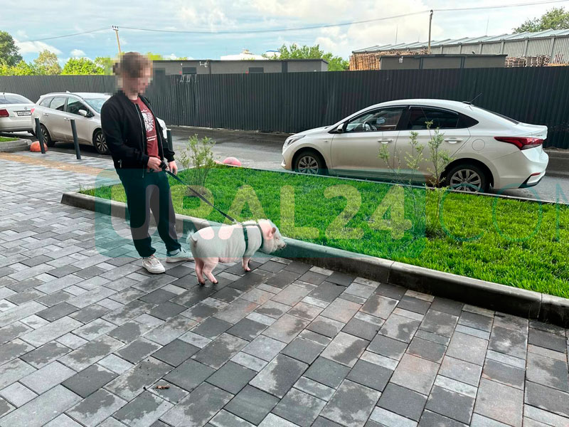 Сенсация в Екатеринбурге: ЖК Космонавтов 11 приветствует нового жителя - маленького поросенка! | Уникальное явление: поросенок появился в жилом комплексе Екатеринбурга и покорил сердца жителей