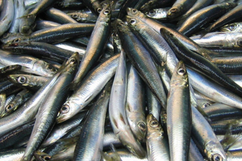 Рыбы хватит на всех — в России растут объёмы рыболовства | Российские рыбаки выловили больше рыбы, чем год назад Рыбы хватит на всех — в России растут объёмы рыболовства | Российские рыбаки выловили больше рыбы, чем год назад