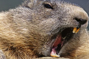 В Белоруссии бобер напал на женщину