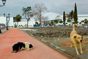 В Сочи спортсмены из США принялись "усыновлять" бродячих собак