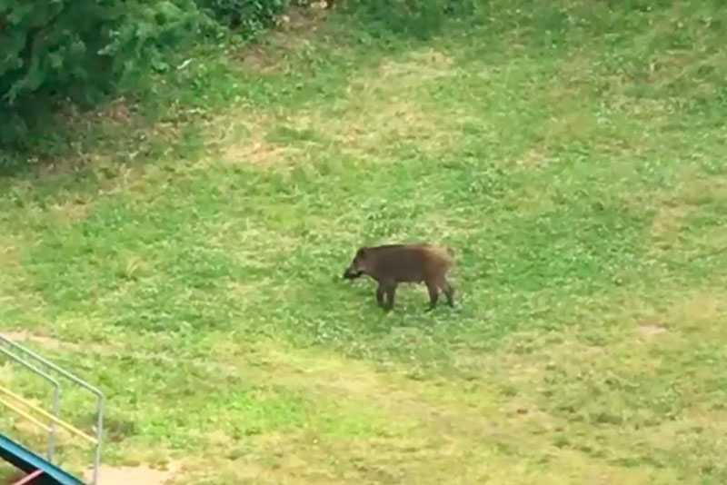 По главным улицам Первоуральска прогулялся кабан По главным улицам Первоуральска прогулялся кабан