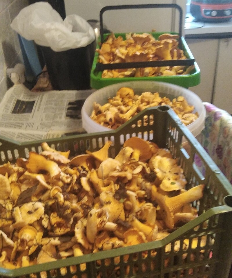 В лесах на Урале продолжают собирать грибы  | На Урале продолжается грибной сезон 