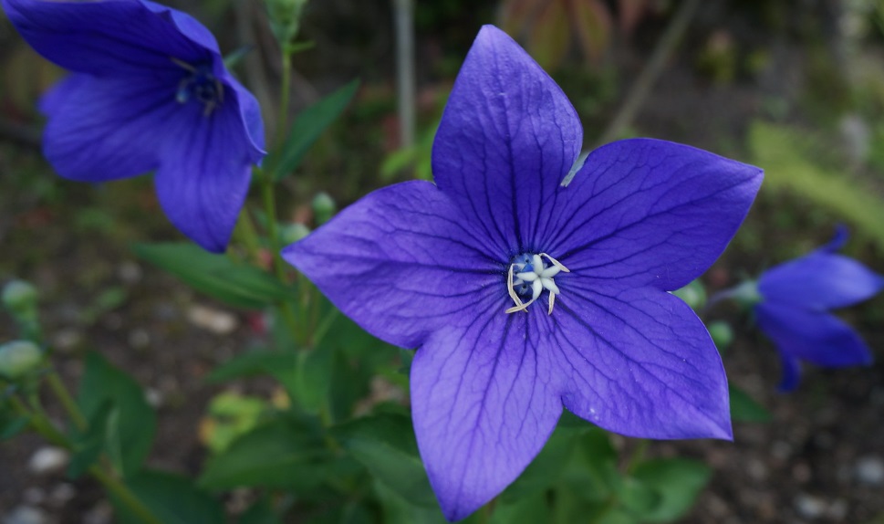 Екатеринбург к 300-летию обновится эффектными цветочными композициями Екатеринбург к 300-летию обновится эффектными цветочными композициями