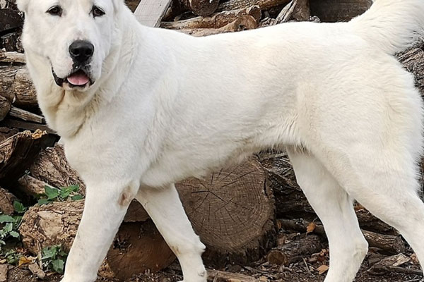Собаки терроризируют детей в Екатеринбурге  | В Екатеринбурге собаки бросаются на детей 