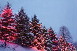 «Не руби сук…» Пермяков предупредили об ответственности за незаконную вырубку елей «Не руби сук…» Пермяков предупредили об ответственности за незаконную вырубку елей