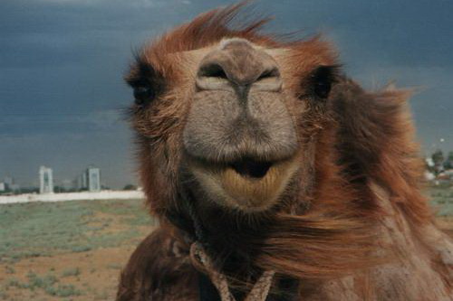 Бедные животные. В Перми сгорели верблюд и лошади Бедные животные. В Перми сгорели верблюд и лошади