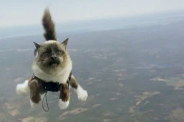 Коты на парашютах - гении рекламы