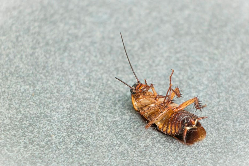 "Всюду тараканы": каменцы пожаловались на соседку, которая забила свою квартиру мусором | Уральцы пожаловались на женщину, превратившую квартиру в свалку