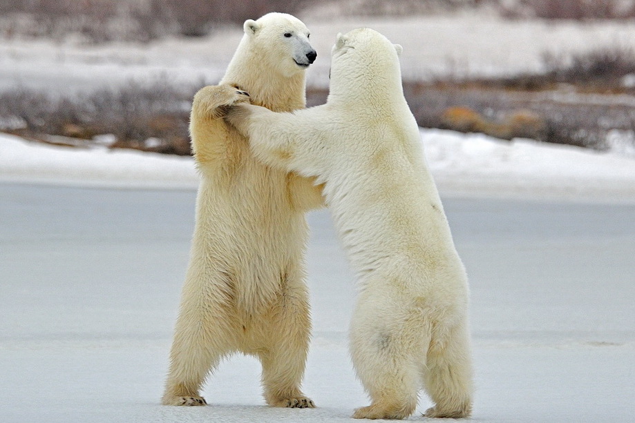 Круговая оборона. Чукотка готовится к нашествию белых медведей Круговая оборона. Чукотка готовится к нашествию белых медведей