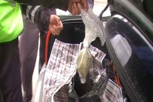 В Чебаркуле задержан автомобиль, в салоне которого обнаружена марихуана