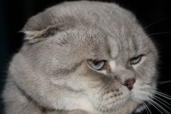 Мурманская школьница получила от Путина котенка Мурманская школьница получила от Путина котенка