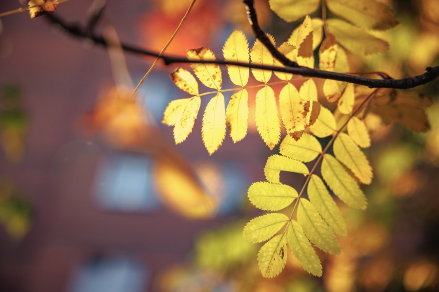 В Екатеринбурге площадь охраняемых природных территорий увеличат на 62,4 гектара  | Площадь охраняемых природных территорий увеличится в Екатеринбурге 