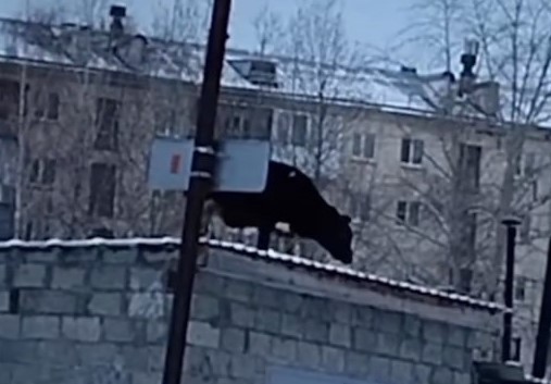 В Североуральске корова залезла на крышу гаража  | Уральцев удивила корова, забравшаяся на гараж 