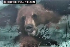Американец пытался сдать медведя полиции, но тот сбежал. Видео
