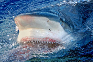 На Гавайях женщина умерла от ран, полученных от нападения акулы, ведется расследование