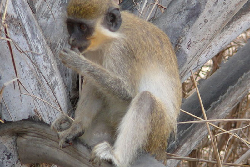 На Кубани из плена освободили обезьян и сов  | Обезьян и сов спасли полицейские на Кубани 