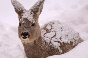 В Зауралье гибнут косули