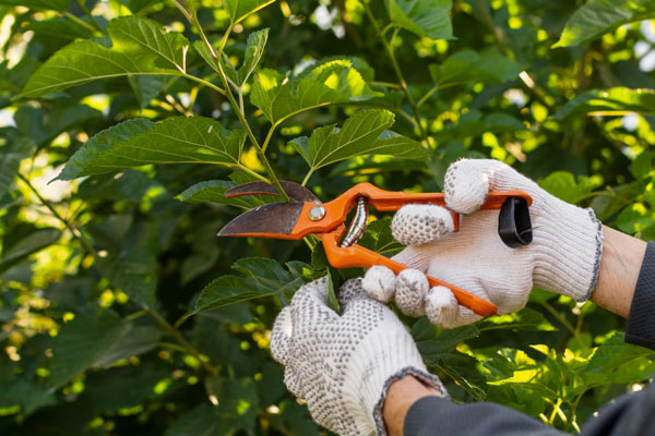 В Госдуме хотят освободить пенсионеров от налога на дачи | Пенсионеров России хотят освободить от дачных налогов В Госдуме хотят освободить пенсионеров от налога на дачи | Пенсионеров России хотят освободить от дачных налогов
