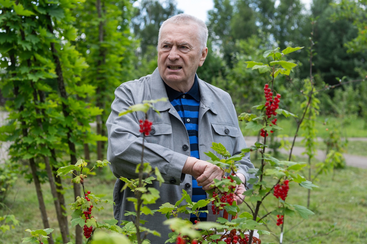 Партия ЛДПР представила нейросеть "Жириновский" Партия ЛДПР представила нейросеть "Жириновский"