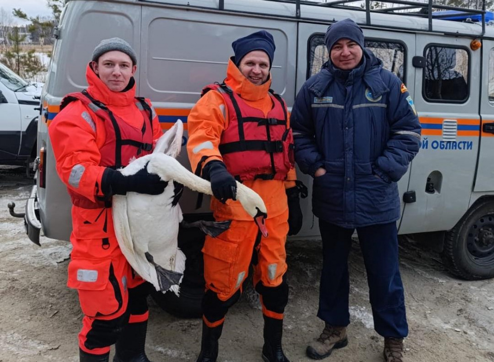 Сломал крыло — челябинские спасатели спасли лебедя на пруду  | Под Челябинском спасли лебедя, сломавшего крыло 